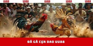 đá gà cựa dao