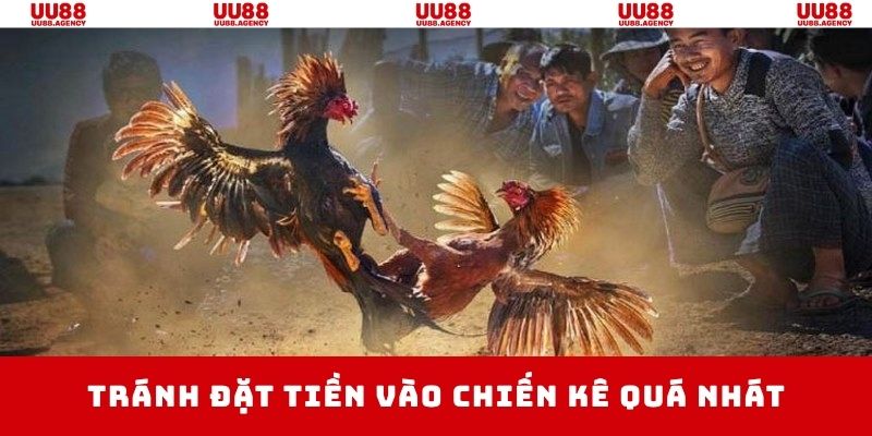 Tránh chiến kê quá nhát luôn có tỷ lệ thắng không lớn