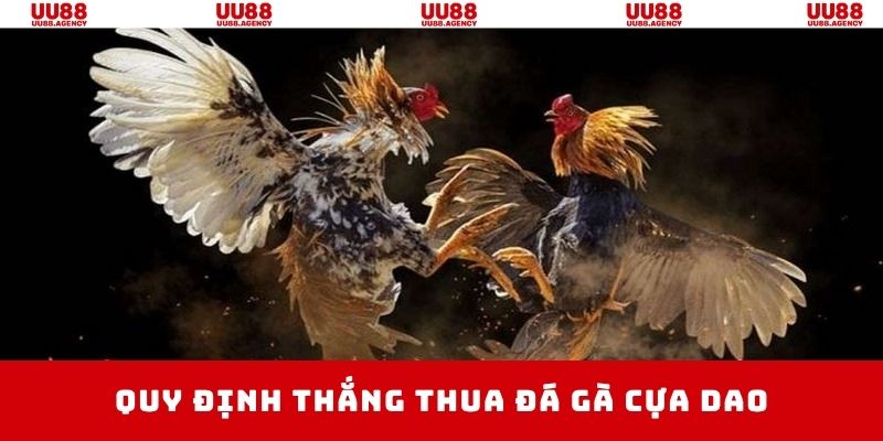 Đá gà cựa dao xác định thắng thua đơn giản, quy định rõ ràng
