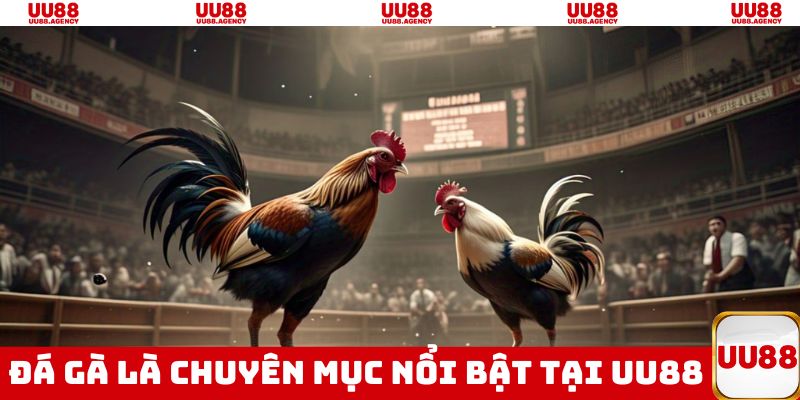 Cá cược đá gà là chuyên mục nổi bật góp mặt tại nhà cái